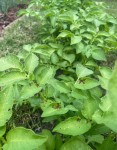 IMG_7368.jpeg