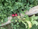 IMG_2368.JPG