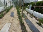 image_0547868_20250604_ob_d46b3d_p1070803 (1).jpeg