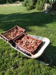 IMG_20250618_091520.png