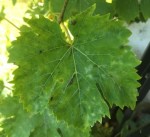 IMG_2847.JPG