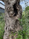 IMG_6723.jpeg