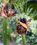 IMG_0872.jpeg