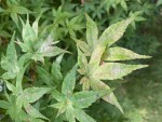 IMG_0122.jpeg