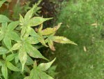 IMG_0124.jpeg