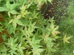 IMG_0125.jpeg