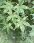 IMG_0129.jpeg