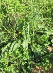 IMG_9719_1_1_1.JPG