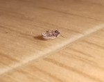 Bonjour, pouvez me dire qu'elle est cette insecte ?