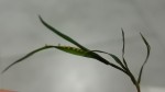 Petites protubérances jaunes sur brin d'herbe