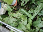muguet.JPG