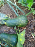 Courgette ou non?