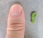 Chenille à côté de mon pouce