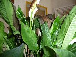 P1000076.JPG