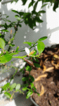 20250714_111059.gif