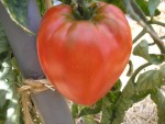 ob_516a51703dc8fdfd0000386314c91fe2_tomate-wes.jpeg