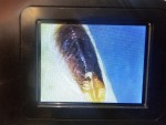 Nuisible microscope