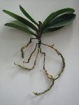 Copy of plantas 004.jpg