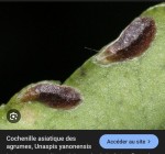 Cochenille asiatique