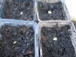 semis courgette scottex.jpg