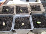 Semis courgettes scottex 2° jour.jpg