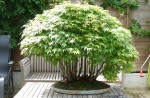 bonsai-foret.jpeg