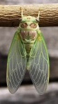 Tibicen plebejus.JPG