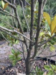 IMG_7025.jpeg
