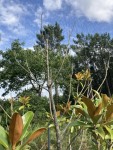 IMG_7024.jpeg
