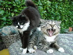 reveil de chat.jpg