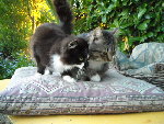 zion et gribouille au repos.jpg