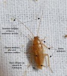 Blatte_anatomie.jpg