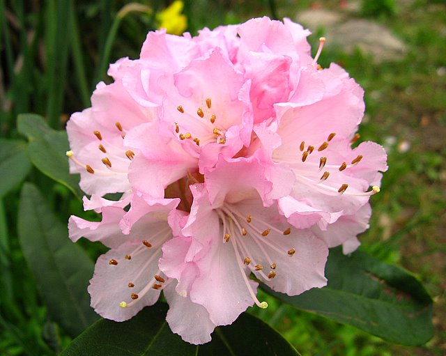 Rhododendron 'Christmas Cheer '