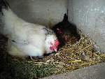 poules.jpg