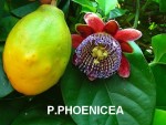 passif phoenicea-.jpg