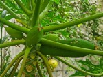 PAPAYER FRUIT LONG (2).jpg