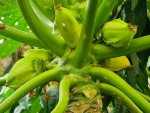 papayer fruit rond.jpg