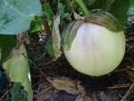 Aubergine rotonda bianca sfumata di rosa pour les graines.jpg