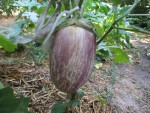 aubergine TSAKONIKI graines.jpg