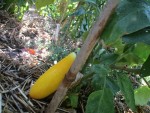 aubergine DOURGA pour graines.jpg