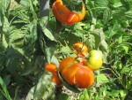 IMG_2011.jpeg
