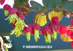 passif  membranacea.jpg