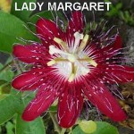 P LADY MARGARET - Copie.jpeg