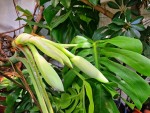 1 monstera trois fruits en formation.jpg