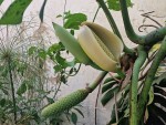 MONSTERA DELICIOSA 3 FRUITS.jpg