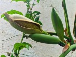 2 MONSTERA FRUITS EN FORMATION.jpg