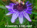 passif damsel s delight-.jpg