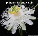 PASSIF incarnata snow star.jpeg