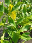 citronnier.jpg
