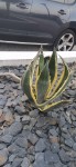 agave.jpeg